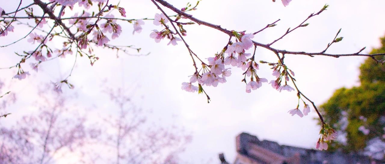 “櫻花”綻放，美景相隨！